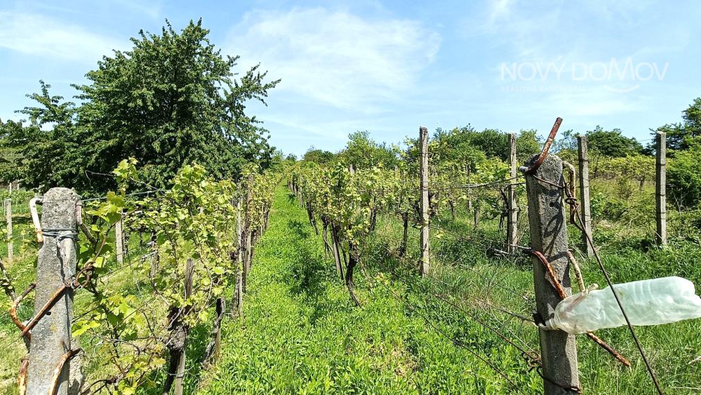 NA PREDAJ - vinice, obec Strekov, výmera 4659 m2