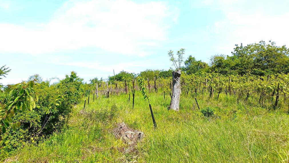NA PREDAJ - vinice, obec Strekov, výmera 4659 m2