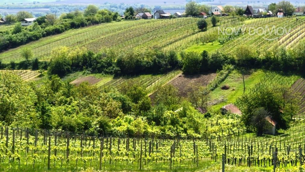 NA PREDAJ - vinice, obec Strekov, výmera 4659 m2