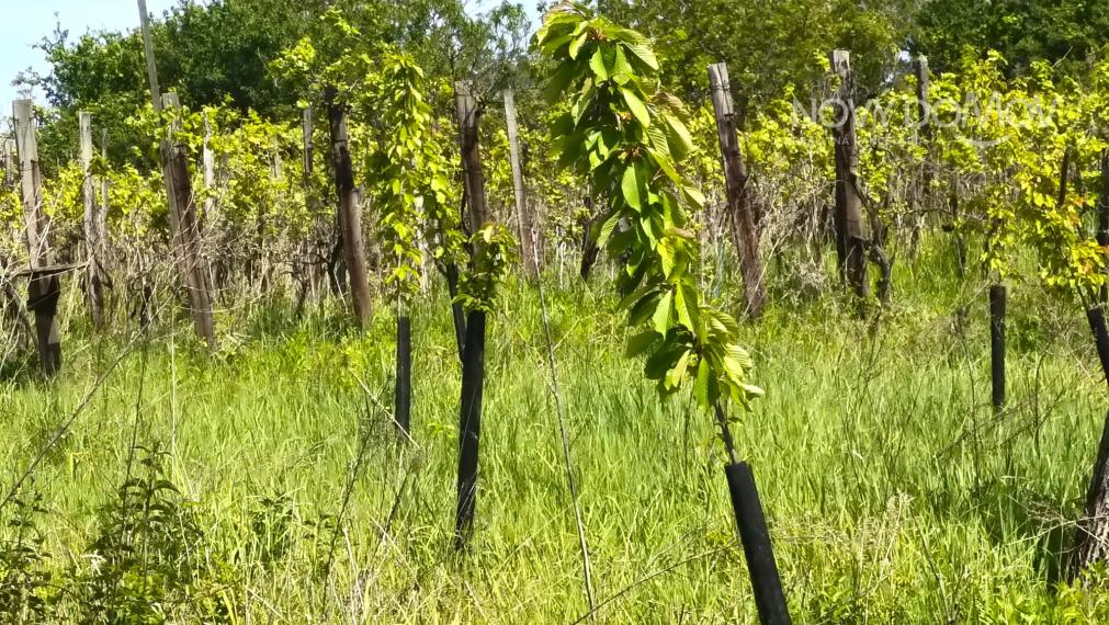 NA PREDAJ - vinice, obec Strekov, výmera 4659 m2