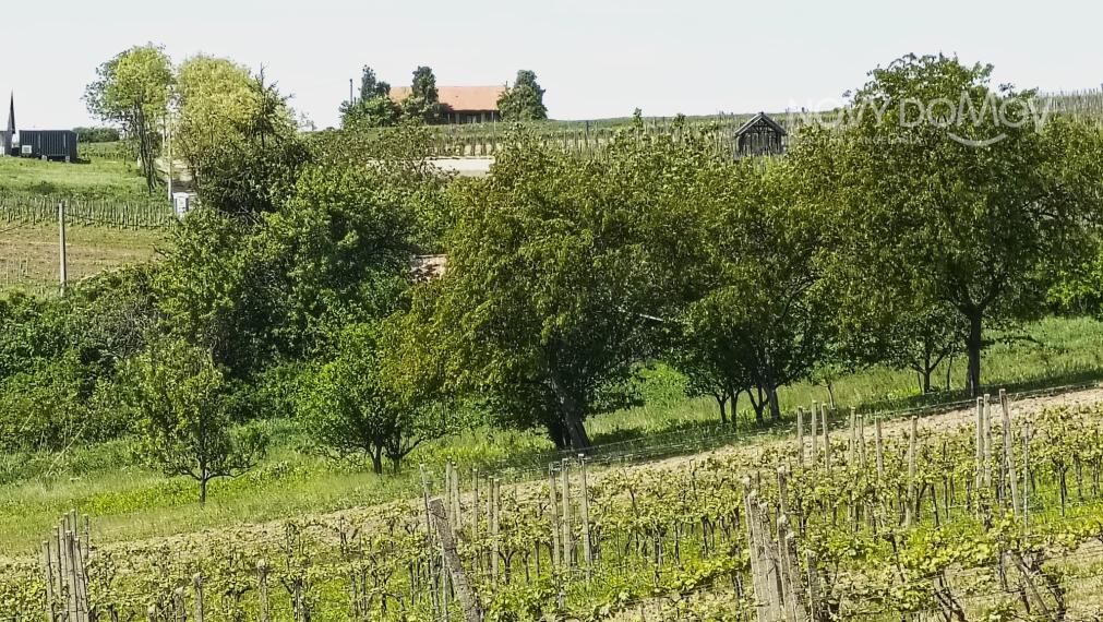 NA PREDAJ - vinice, obec Strekov, výmera 4659 m2