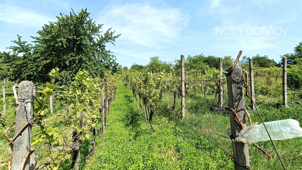 NA PREDAJ - vinice, obec Strekov, výmera 4659 m2