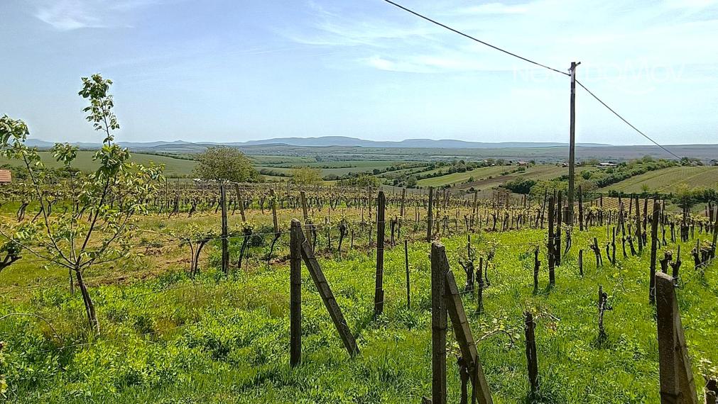 NA PREDAJ - vinice, obec Strekov, výmera 4659 m2