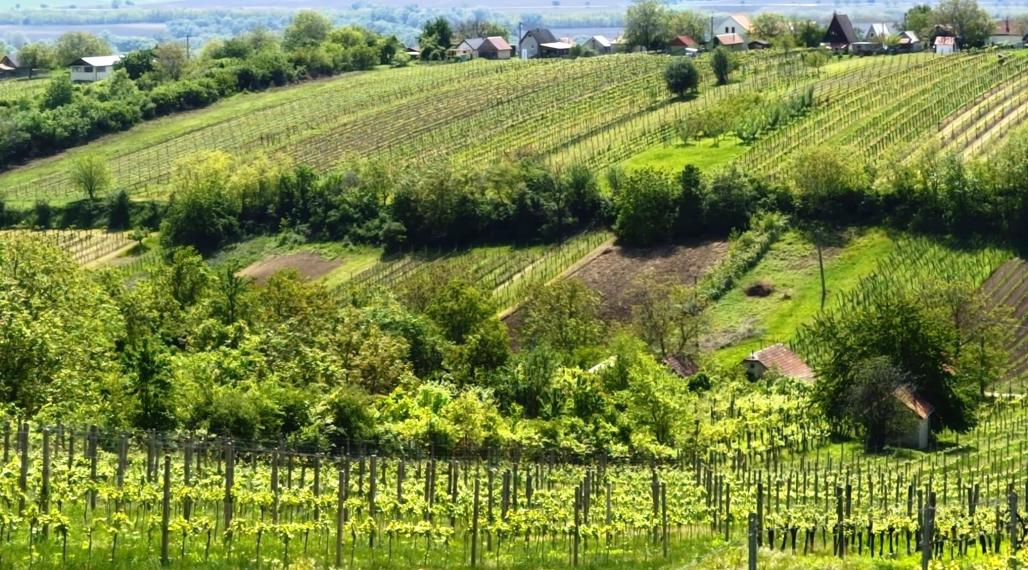 NA PREDAJ - vinice, obec Strekov, výmera 4659 m2