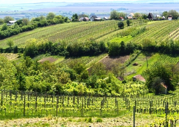 NA PREDAJ - vinice, obec Strekov, výmera 4659 m2