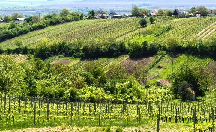 VINOHRAD - predaj - STREKOV - fotografia 1