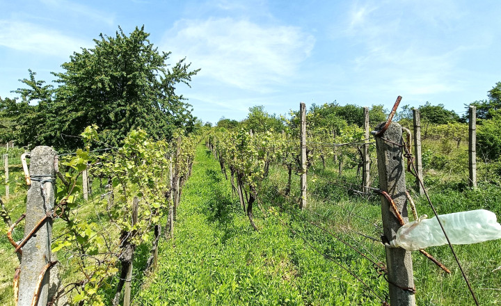 VINOHRAD - predaj - STREKOV - fotografia 3
